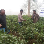 রাজ্যে চা শিল্পের উন্নয়নে ৭২৬ কোটি টাকা বিনিয়োগ হবে