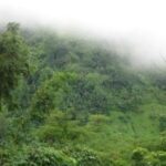 লঙ্গাই ভ্যালিতে বনজ সম্পদ পাচার অব্যাহত, বনদপ্তরের ভূমিকা নিয়ে প্রশ্ন