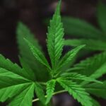 গোপন অভিযানে ১০২ কেজি গাঁজা উদ্ধার