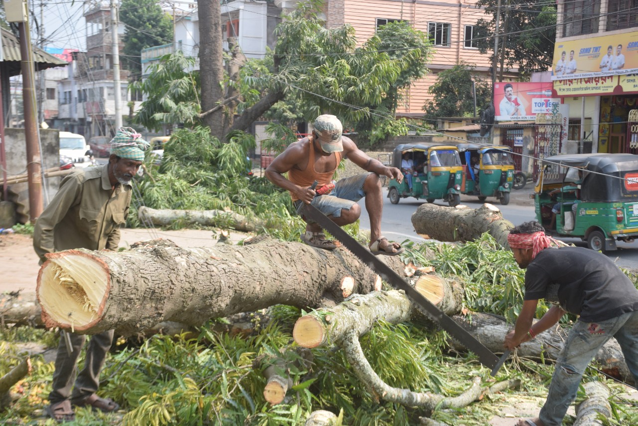 আগরতলাকে স্মার্ট বানাতে গিয়ে শিকেয় উঠল সবুজায়ন গণহারে চলছে বৃক্ষ নিধন