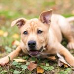 চাকমাঘাটে বস্তাবন্দী অবস্থায় উদ্ধার দেশীয় প্রজাতির সারমেয়