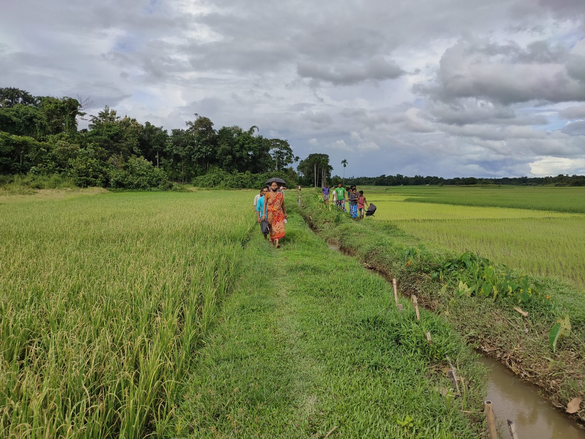 পোকার আক্রমণে কদমতলায় আড়াইশ কানি&hellip;