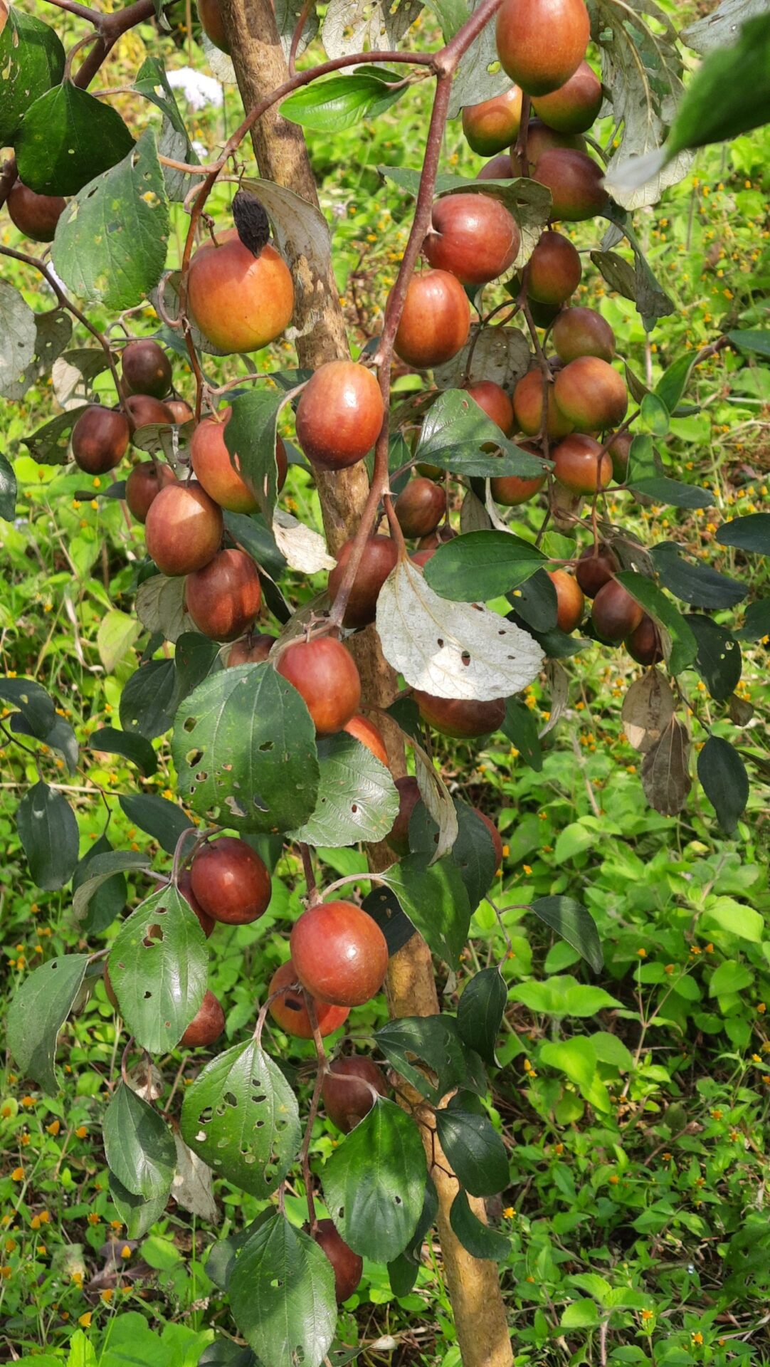 রাজ্যে আত্মনির্ভরতার নতুন অধ্যায়, কাশ্মীরি আপেল কুল ফলনে সাফল্য বিক্রমজিতের