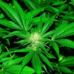 বিশালগড়ে যৌথ অভিযানে ৫০ হাজার গাঁজা গাছ ধ্বংস করল পুলিশ