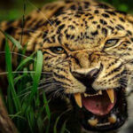 বাগডোগরায় গাড়ির ধাক্কায় চিতাবাঘের মৃত্যু