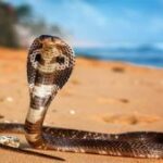 ঘরের ভেতরে বিষধর সাপ, চাঞ্চল্য এলাকায়