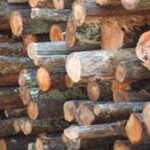 খোদ আগরতলায় বনদস্যুদের সাম্রাজ্য, বিশেষ অভিযানে উদ্ধার অবৈধ কাঠ, বাজেয়াপ্ত গাড়ি ও মেশিন