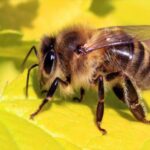 কমলপুর বাইপাস সড়ক সংলগ্ন ওভারহেড ট্যাংকে মৌমাছির বাসা, আতঙ্কে স্কুল পড়ুয়ারা