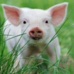 অসমের বডোল্যান্ডে শুয়োর পালনে বিপ্লবের পথে, আত্মনির্ভরতার লক্ষ্যে ‘বডোল্যান্ড পিগ মিশন’