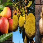 বাংলাদেশের আম-কাঁঠাল-আলু নিতে আগ্রহ প্রকাশ চিনের