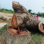 পৃথিবীর ভারসাম্য বজায় রাখতে বৃক্ষ ছেদন বন্ধ এবং  বৃক্ষ রোপনের আহ্বান যুব প্রেরণা সংগঠনের