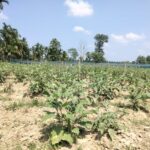 ঘনিয়ামারার সুবিস্তৃত কৃষি জমি অনাবৃষ্টিতে ধুঁকছে, চিন্তায় কৃষকরা