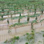 রেমালের প্রভাব, গোটা কল্যাণপুর জুড়ে প্রভাবিত জনজীবন