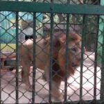 তীব্র দাবদাহে চিরিয়াখানার পশুদের বিশেষ নজরদারির মাধ্যমে সুস্থ রাখা হচ্ছে: সিপাহীজলা চিড়িয়াখানা কর্তৃপক্ষ