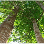 আগর গাছ বিক্রি করা নিয়ে ধুন্ধুমার কান্ড, থানায় মামলা, তদন্তে পুলিশ