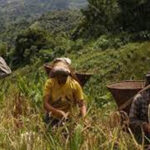 জুম চাষে ফলন ভাল হয়নি এবছর, অসহায় হয়ে পড়েছেন জুমিয়ারা