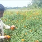 কল্যাণপুরের সফল ফুল চাষী শংকর আরো এগুতে চায়