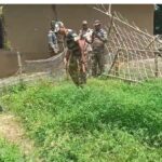 বিএসএফ এবং যাত্রাপুর পুলিশের যৌথ অভিযানে গাঁজা গাছ ধ্বংস 