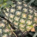 কেরালার আনায়ুতু উৎসবে হাতিদের জন্য ত্রিপুরার কুইন আনারস সরবরাহ, মুখ্যমন্ত্রীকে ধন্যবাদ কেন্দ্রীয় প্রতিমন্ত্রী সুরেশ গোপীর