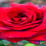 পঞ্চায়েত নির্বাচনে সন্ত্রাসের অভিযোগের মধ্যে কাঁকড়াবনে রাজনৈতিক সৌজন্যতা