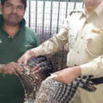 ঈগল পাখিকে বন দপ্তরের হাতে তুলে দিল এলাকাবাসী