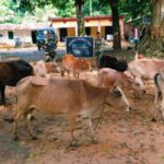 ভারত-বাংলা সীমান্ত দিয়ে পাচারকালে উদ্ধার ১৫ টি গবাদি পশু