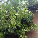 টানা বর্ষণে বিপর্যয়ের হাতছানি রাজ্যে, সতর্কতা জারি, পরিস্থিতি মোকাবিলায় প্রস্তুতি শুরু প্রশাসনের