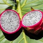 অবসরপ্রাপ্ত শিক্ষকের সাফল্যের গল্প, ড্রাগনফ্রুট চাষ করে তাক লাগিয়েছেন হিমাচলের জীবন রানা