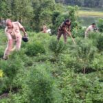 ২৬৫০০ গাঁজা গাছ ধ্বংস বিলোনিয়ায়