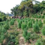 গাঁজার বিরুদ্ধে অভিযানে কলমচৌড়া থানার পুলিশের সাফল্য
