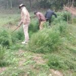 আবারো ২৫ হাজার গাঁজা গাছ ধ্বংস করলো যাত্রাপুর থানার পুলিশ