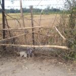 ভগ্ন দশায় সীমান্তের কাঁটাতারের বেড়া, নিরাপত্তাহীনতায় ভুগছেন এলাকাবাসীরা