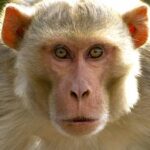 বানরের উৎপাতে দিশেহারা কাঁঠালিয়ার বাসিন্দারা