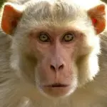 সিপাহিজলা অভয়ারণ্যের গেটে বিদ্যুৎ পরিবাহী তারে ঝুলে মৃত বানর, বন দপ্তরের ভূমিকা নিয়ে প্রশ্ন