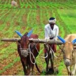 পিএম কৃষক সম্মান নিধির অর্থে ভাগ বসিয়েছে কৃষি তত্বাবধায়ক