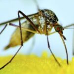 পাহাড়ি জনজাতি এলাকাগুলোতে আবারও ছড়িয়ে পড়ছে ম্যালেরিয়ার প্রকোপ