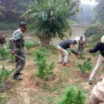 ২ হাজার গাঁজা গাছ ধ্বংস করল পুলিশ