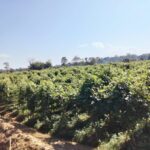 বন্যা অতীত, ঘুরে দাঁড়ালো ঘিলাতলির কৃষি