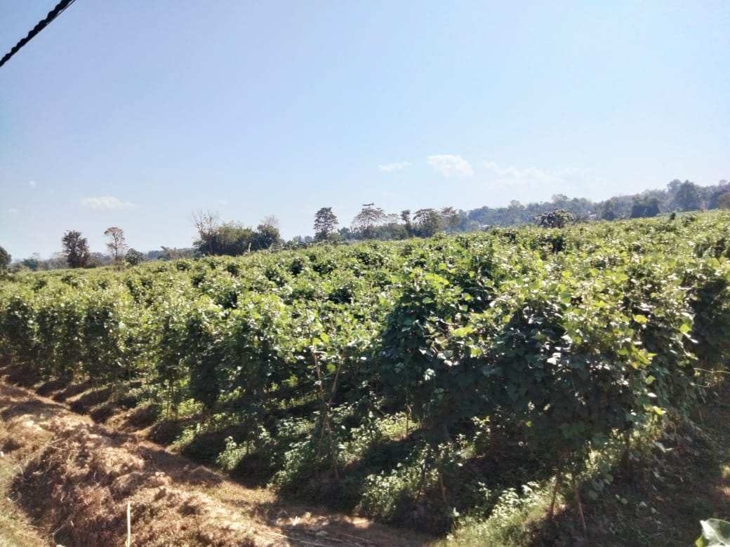 বন্যা অতীত, ঘুরে দাঁড়ালো ঘিলাতলির কৃষি