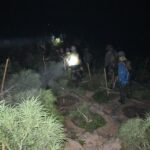 আসাম রাইফেলসের যৌথ অভিযানে ৩.৫ কোটি টাকার গাঁজা গাছ ধ্বংস