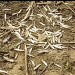 রাতের আঁধারে পুকুরে নাশকতার বিষ, সর্বশান্ত মৎস চাষী