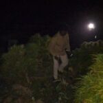 নেশা বিরোধী অভিযানে তিন লক্ষাধিক টাকার গাঁজা গাছ ধ্বংস