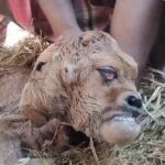 জন্ম নেওয়া উদ্ভুত বাছুর দেখতে ভিড় জমাচ্ছেন গ্রামের মানুষ