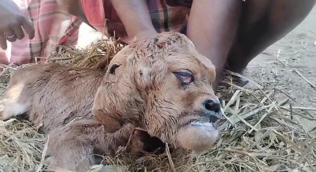 জন্ম নেওয়া উদ্ভুত বাছুর দেখতে&hellip;