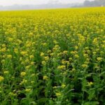ত্রিপুরায় সরিষা বীজের ভালো ফলন