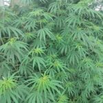 রাজধানী এক্সপ্রেস থেকে গাঁজা উদ্ধার