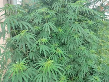 ড্রামের ভিতর মিলল বিপুল পরিমাণ শুকনো গাঁজা