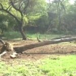 জাতীয় সড়কে গাছের ভেঙ্গে পড়ে ভয়ঙ্কর বিপত্তি, অল্পেতে রক্ষা