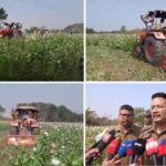 অসম-বঙ্গ সীমান্তের কাছে ১০ বিঘার বেশি অবৈধ আফিম বাগান ধ্বংস পুলিশ ও আবগারি দফতরের
