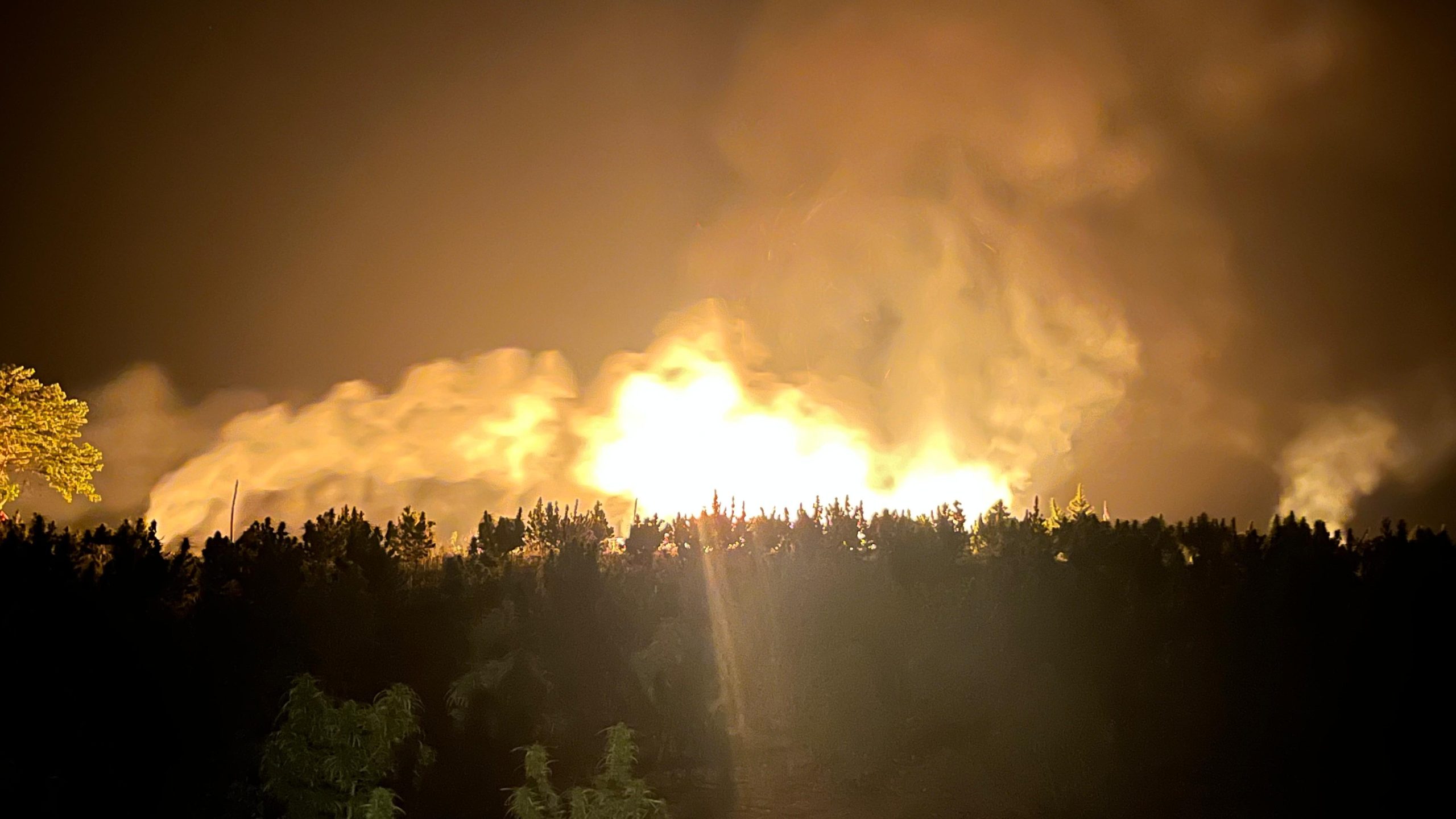 আসাম রাইফেলসের যৌথ অভিযানে ২.৯ কোটি টাকার গাঁজা গাছ ধ্বংস